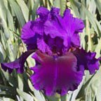 Abby Grace - fragrant tall bearded Iris