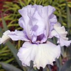 Abiding Joy - tall bearded Iris