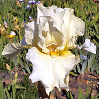 About Tomorrow - tall bearded Iris