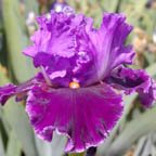 About Town - reblooming tall bearded Iris
