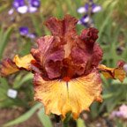Abstract Art - tall bearded Iris
