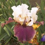 Ace Royale - fragrant tall bearded Iris