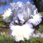 Acoma - fragrant reblooming tall bearded Iris