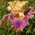 Act of Kindness - tall bearded Iris
