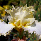 Addison's Halo - tall bearded Iris