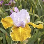 Affaire - tall bearded Iris