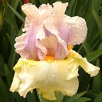 After The Dawn - fragrant tall bearded Iris