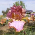 Afternoon Delight - fragrant reblooming tall bearded Iris