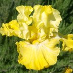 Again and Again - fragrant reblooming tall bearded Iris