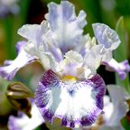 Agatha Christie - Intermediate bearded Iris