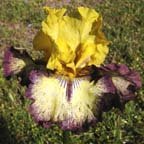 Aggressively Forward - fragrant tall bearded Iris