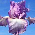 Ain't Misbehavin' - fragrant tall bearded Iris