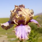 Air Bubbles - fragrant tall bearded Iris