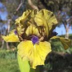 Aladdin's Flame - SDB Standard Dwarf Bearded