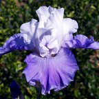 Alaskan Seas - fragrant tall bearded Iris