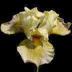 Alentejo - fragrant Intermediate bearded Iris