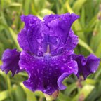 Alexander's Ragtime Band - tall bearded Iris