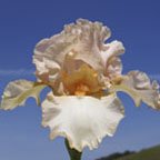 Alice Davis - fragrant tall bearded Iris