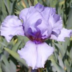 Alien Mist - reblooming tall bearded Iris