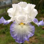 Alizes - fragrant reblooming tall bearded Iris