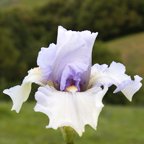 All American - fragrant reblooming tall bearded Iris