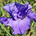 Allstar - tall bearded Iris
