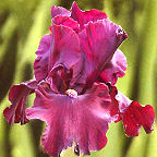 Almaden - fragrant tall bearded Iris