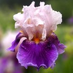 Almost Paradise - fragrant tall bearded Iris