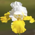 Alpine Journey - tall bearded Iris
