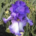 Altered States - fragrant tall bearded Iris