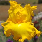 Amarillo Frills - reblooming tall bearded Iris