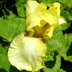 Amaryllis - fragrant tall bearded Iris