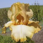 Amber Amulet - tall bearded Iris