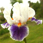 American Patriot - Intermediate bearded Iris