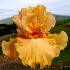 American Style - tall bearded Iris