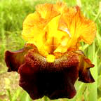 American Sweetheart - tall bearded Iris