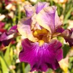 Amethyst Suncatcher - fragrant tall bearded Iris