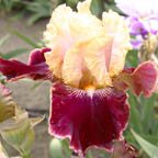 Amethyst Dancer - fragrant tall bearded Iris