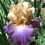 Amethyst Delight - tall bearded Iris