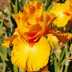 Amplified - tall bearded Iris