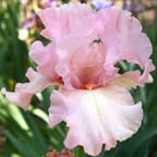 An-Jan - tall bearded Iris