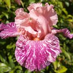 Anaconda Love - fragrant Border bearded Iris