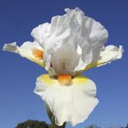Angel Heart - reblooming Intermediate bearded Iris