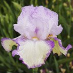 Angeli Di Luce - fragrant tall bearded Iris