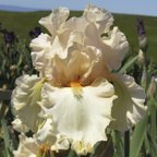 Angel's Blush - reblooming tall bearded Iris