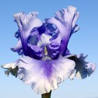Angels in Flight - tall bearded Iris