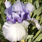 Anne Murray - fragrant tall bearded Iris