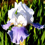 Antarctique - Intermediate bearded Iris