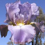 Anxious - reblooming tall bearded Iris