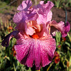 Anything Goes - reblooming tall bearded Iris